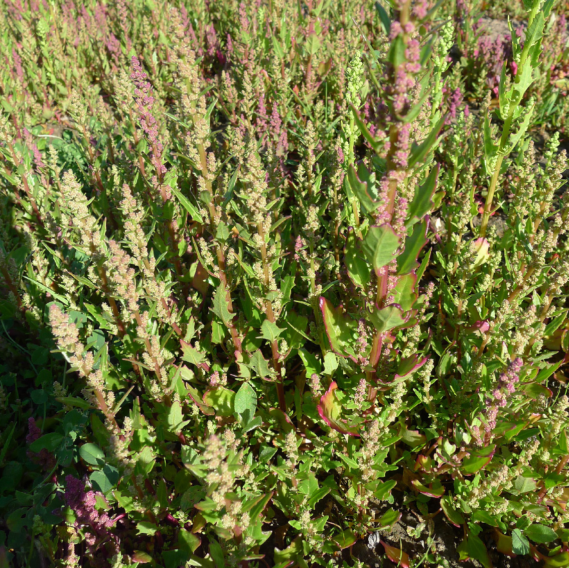 Amaranthaceae