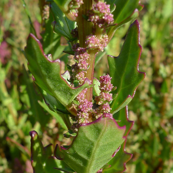 Amaranthaceae