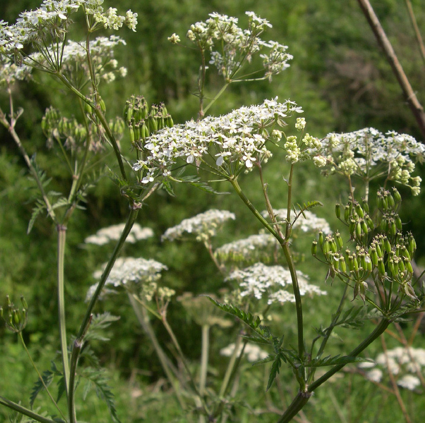 Apiaceae