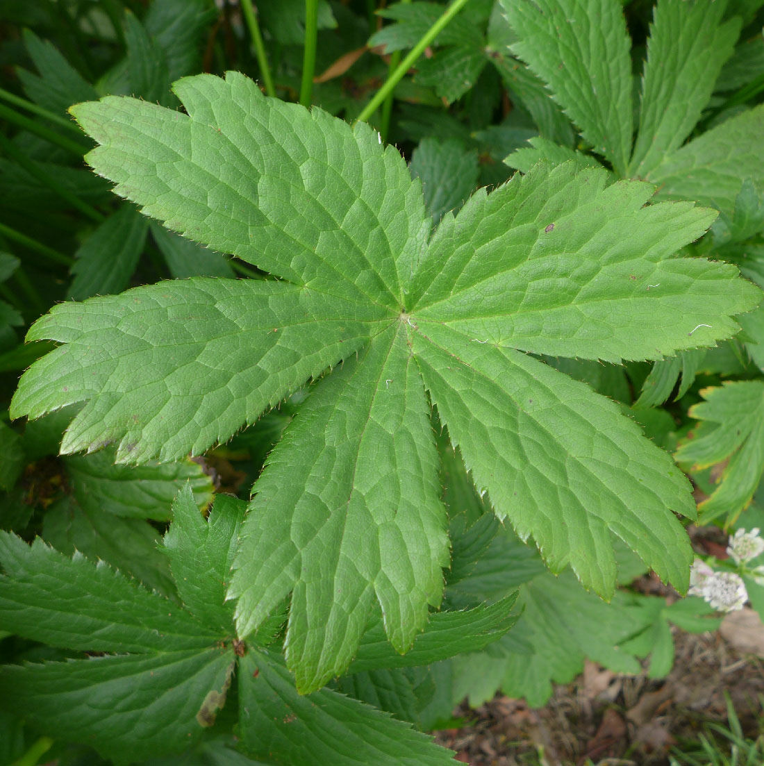 Apiaceae