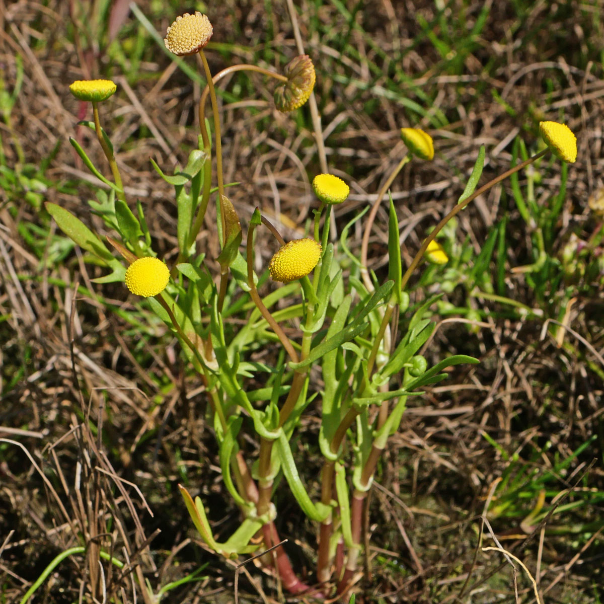 Asteraceae2