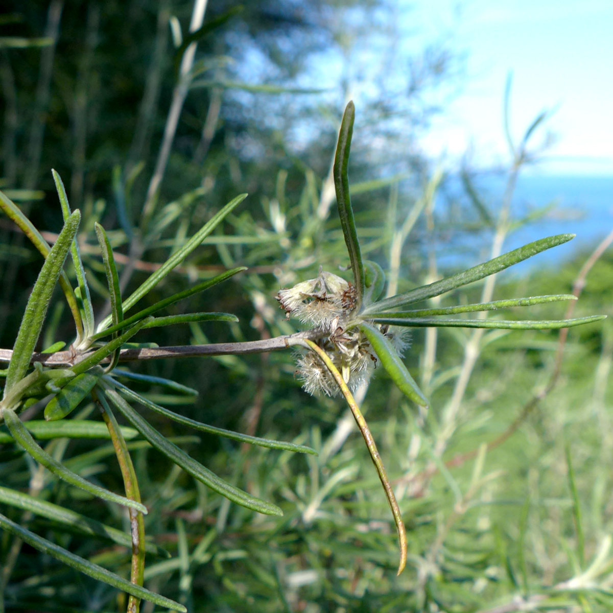 Asteraceae3