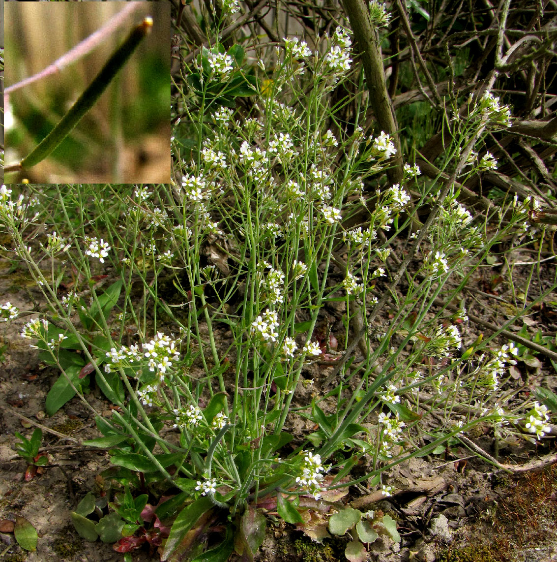 Brassiceae