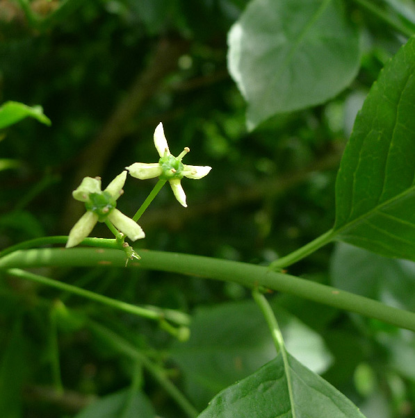 Celastraceae