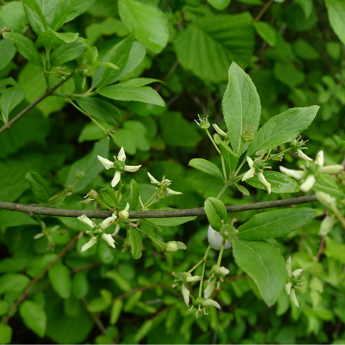 Celastraceae