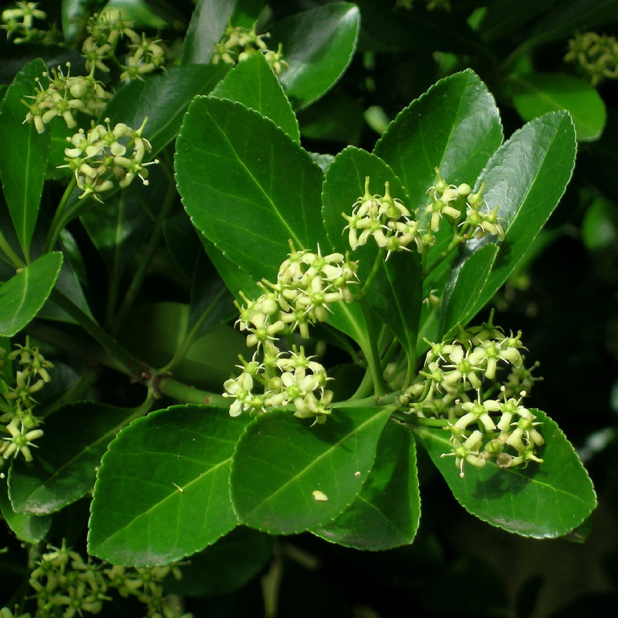 Celastraceae