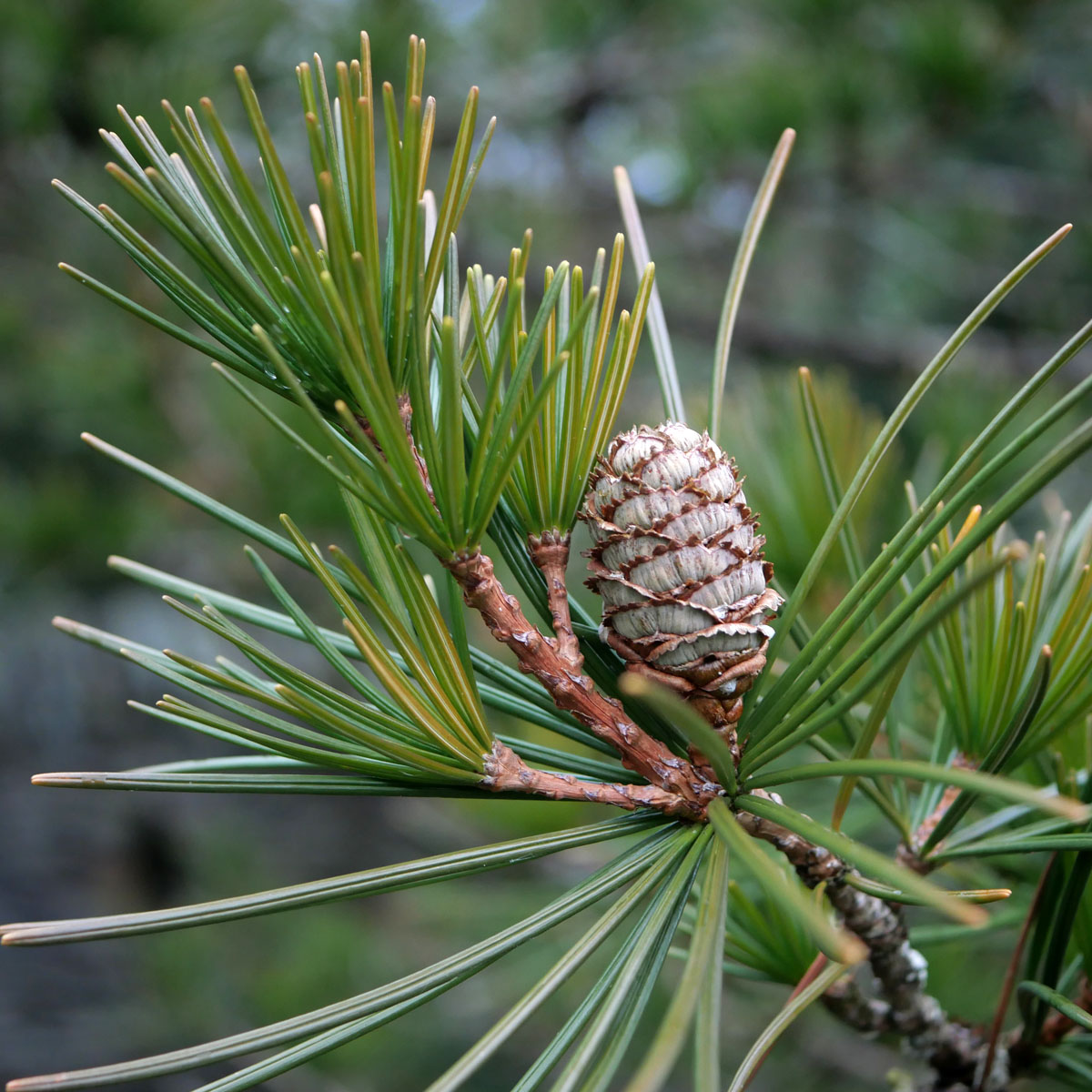 Cupressaceae