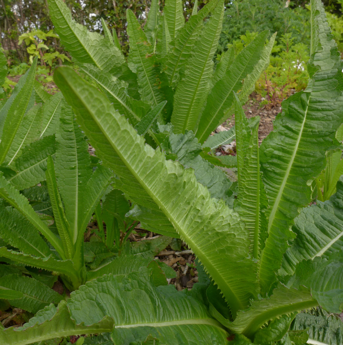 Dipsacaceae Dipsacaceae