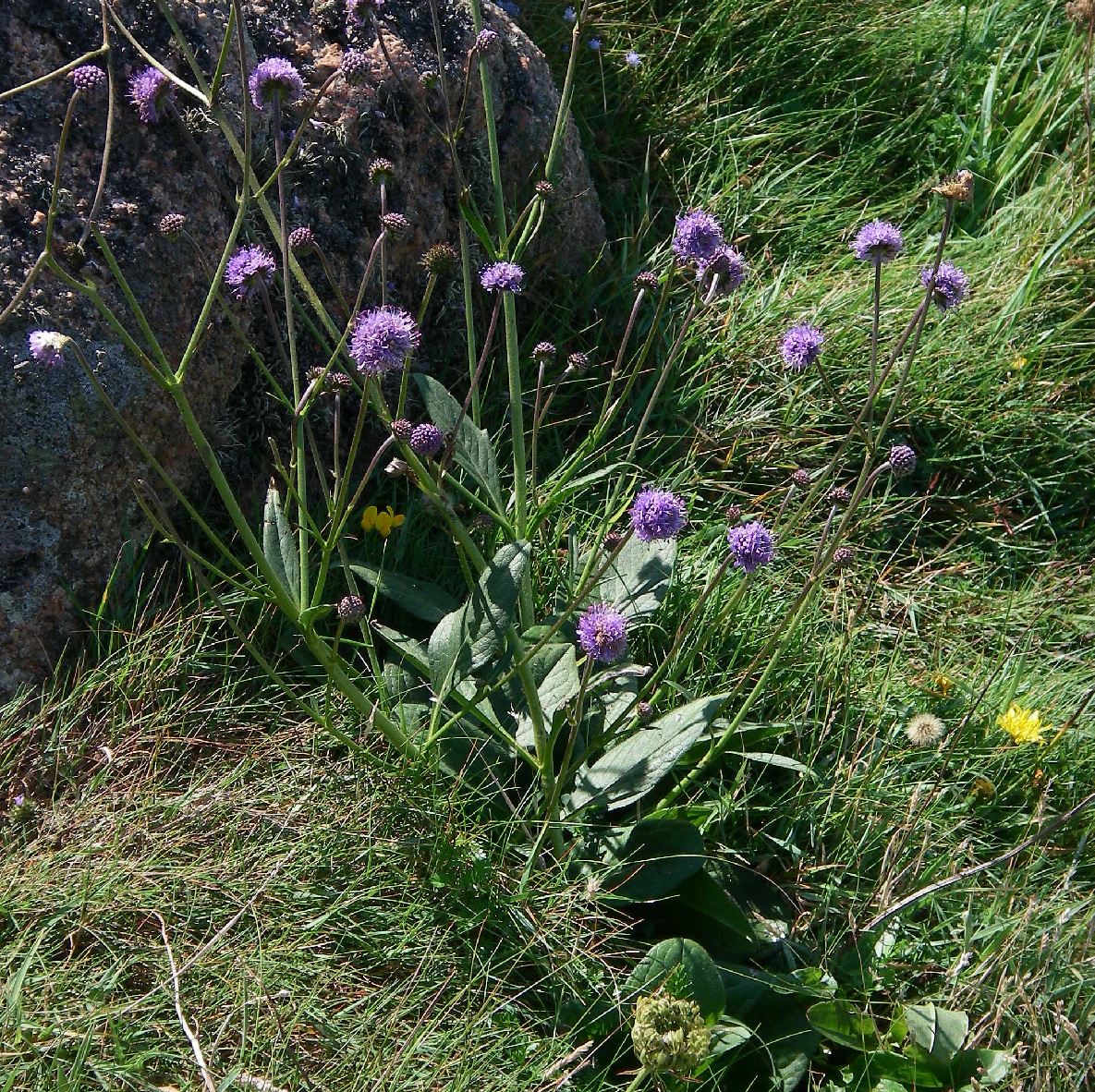Dipsacaceae Dipsacaceae