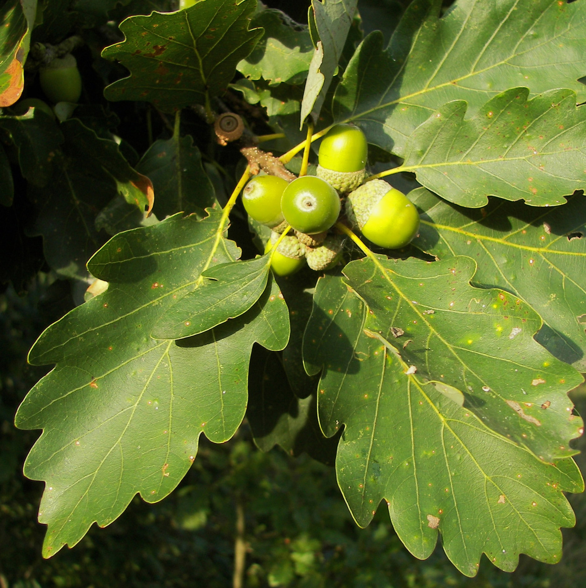 fagaceae