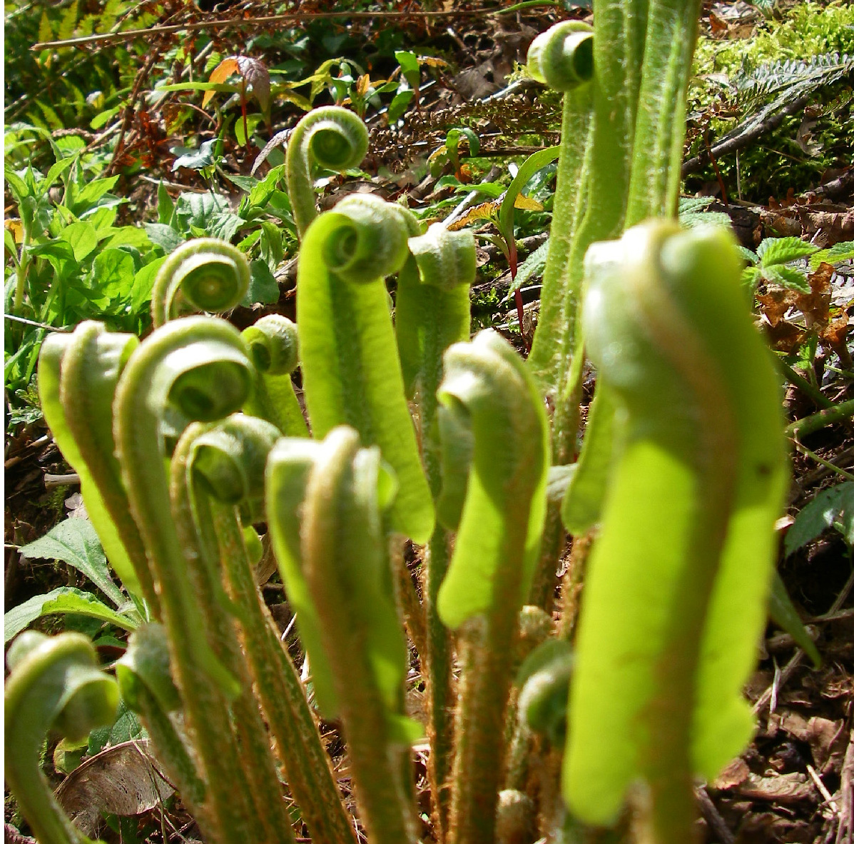 Ferns