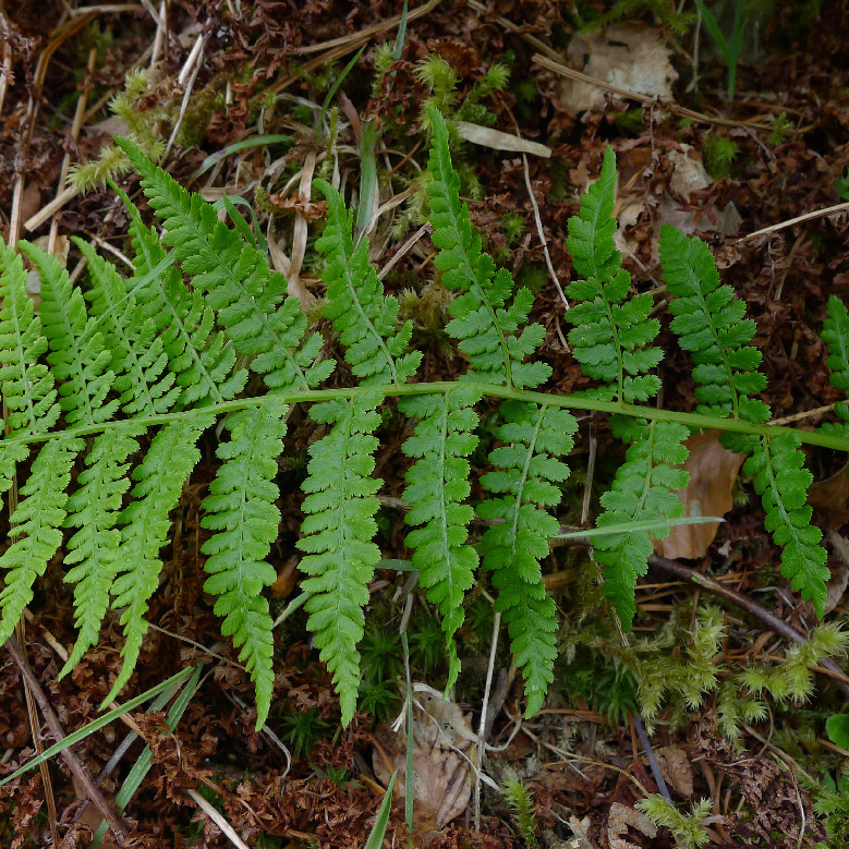 Ferns