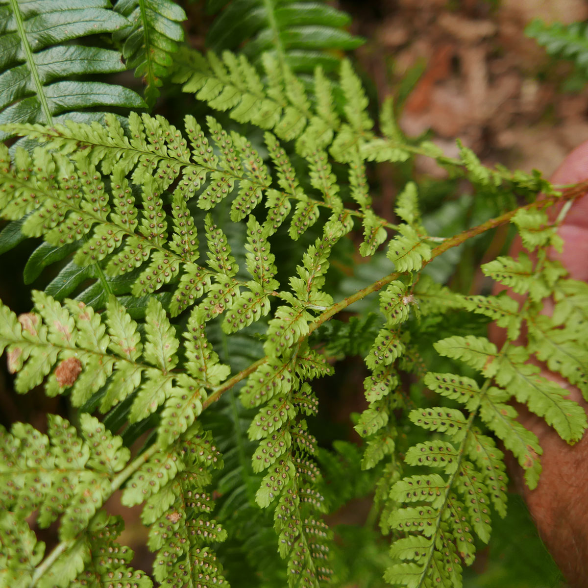 Ferns