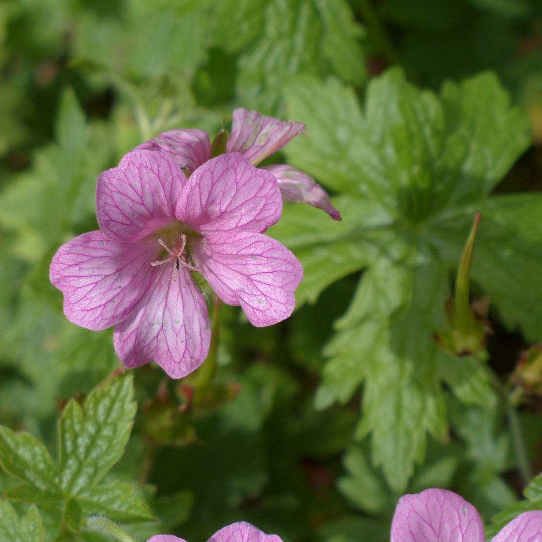 Geraniaceae