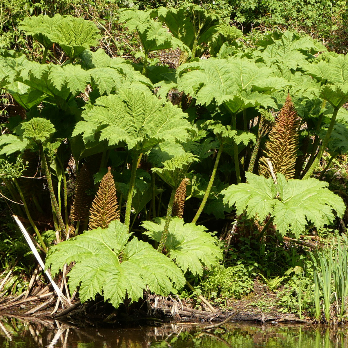 Gunneraceaeaceae
