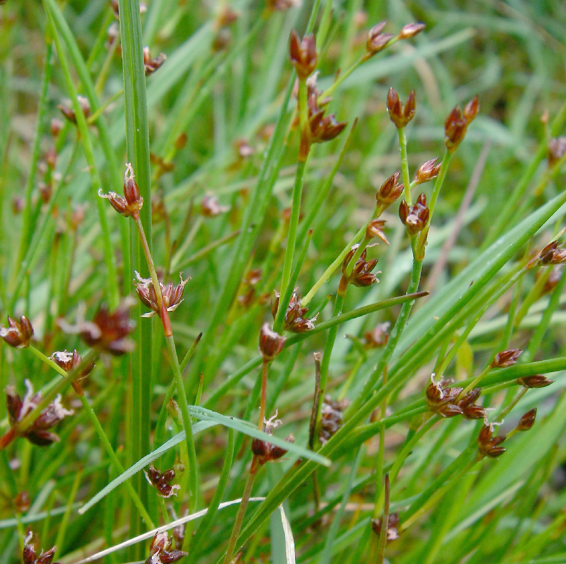 Juncaceae