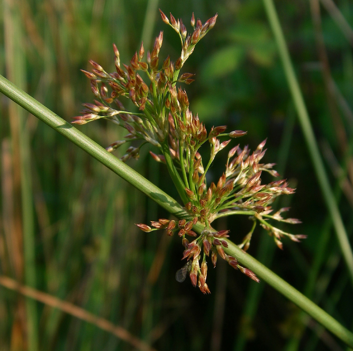 Juncaceae