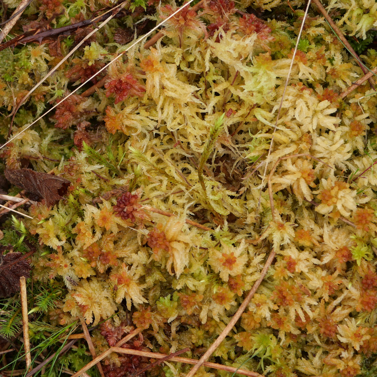 Mosses and liverworts (Bryophytes)