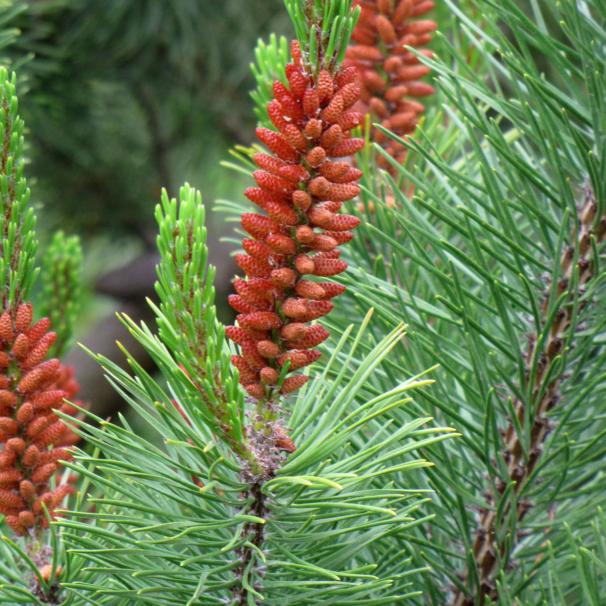 Pinaceae Genera Pinaceae