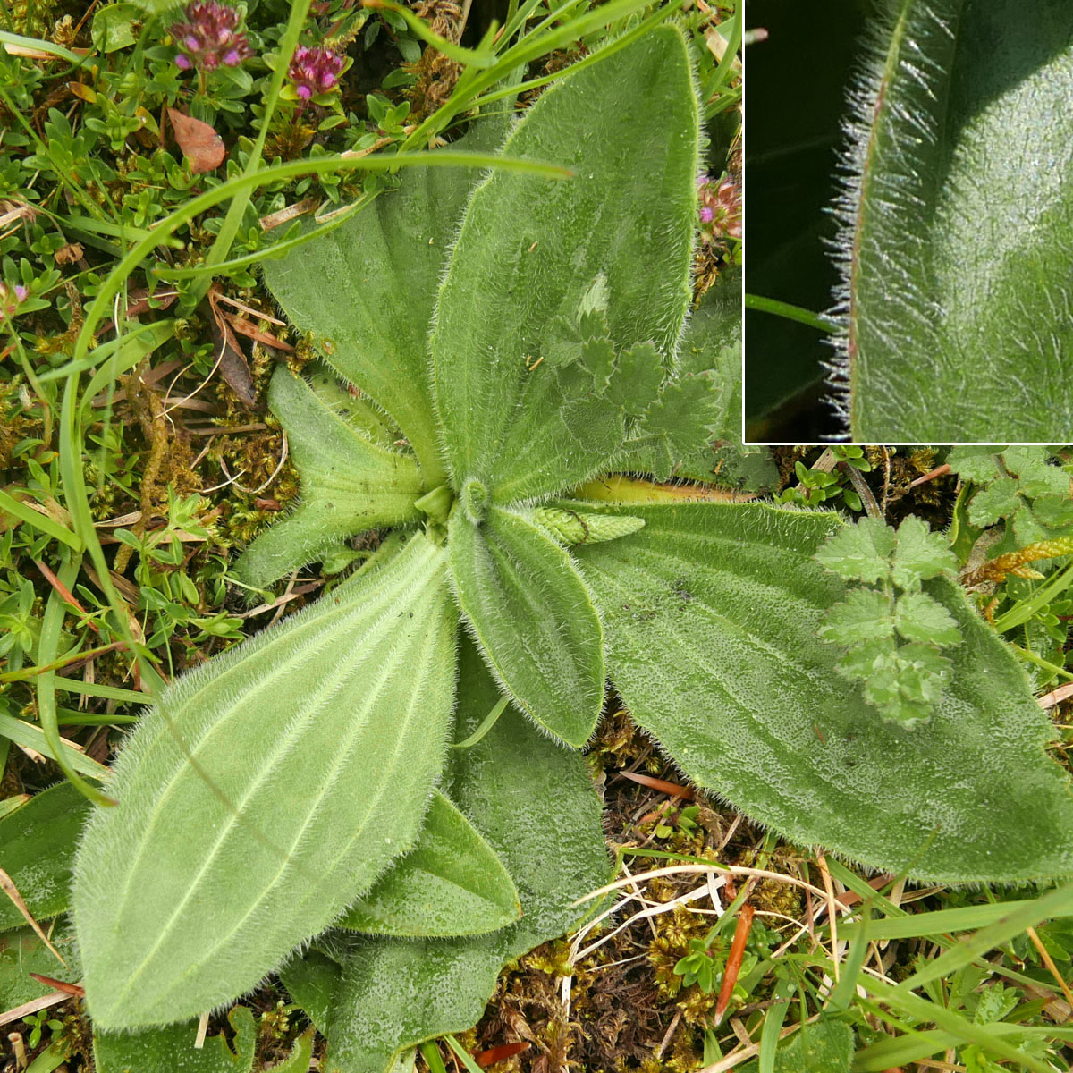 Plantaginaceae