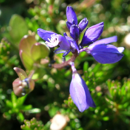 Polygalaceae