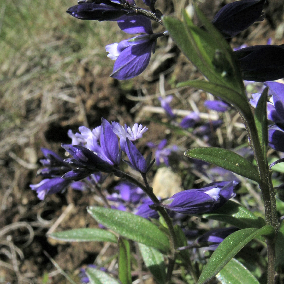 Polygalaceae