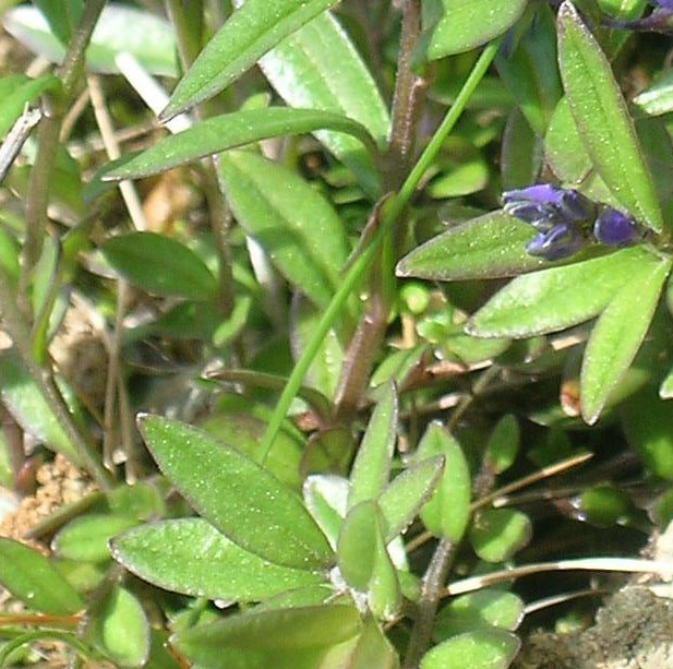 Polygalaceae