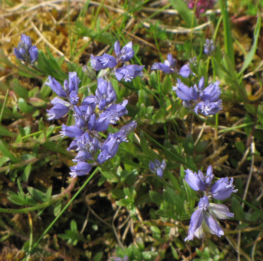 Polygalaceae