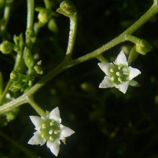 Santalaceae