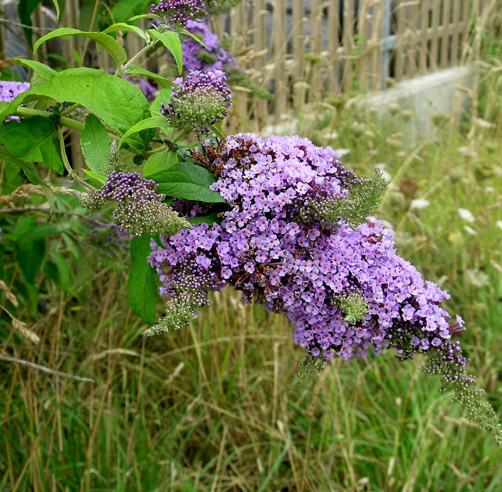Scrophulariaceae